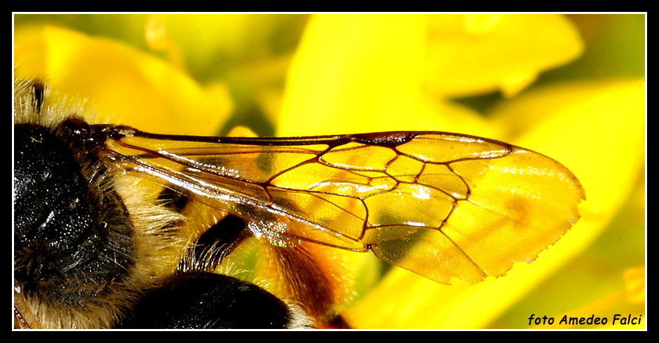 Andrena flavipes e Halictus sp.